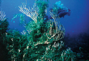 Codium Florida diver